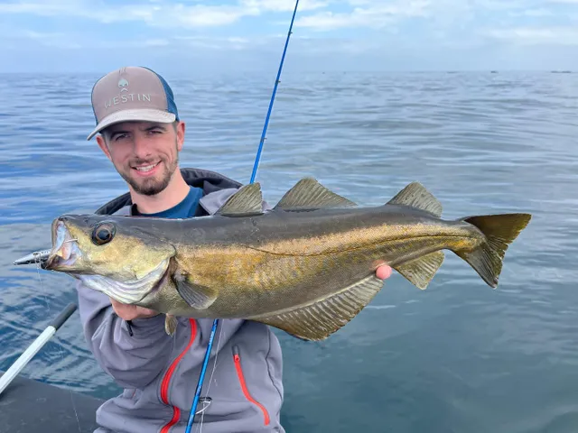 Zdjęcie użytkownika hippolyte_westinfishing opublikowane w dniu 26 czerwca 2024. Un joli lieu pêché dans les profondeurs des Glénans 🌊