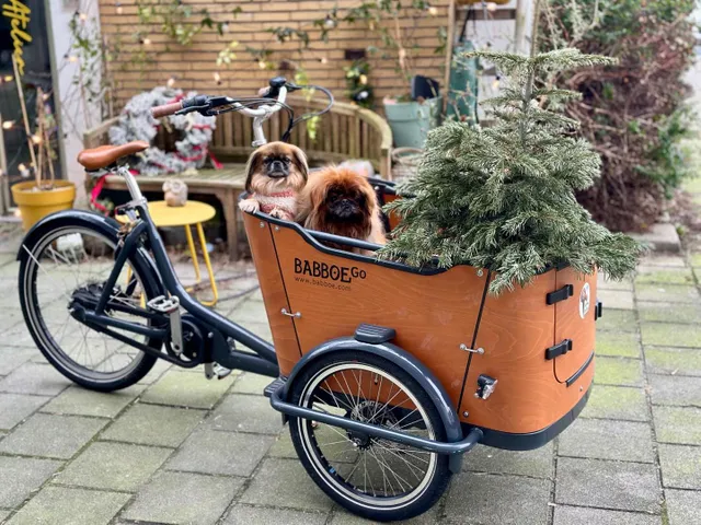 Babboe dog best sale cargo bike