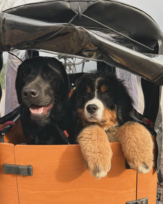 The cargo bike for everyone Babboe