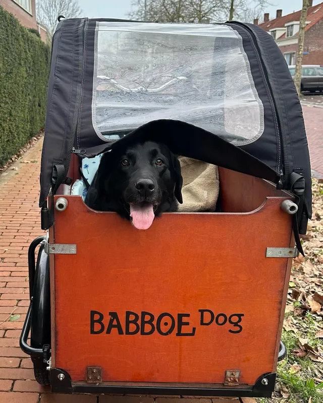 The cargo bike for everyone Babboe