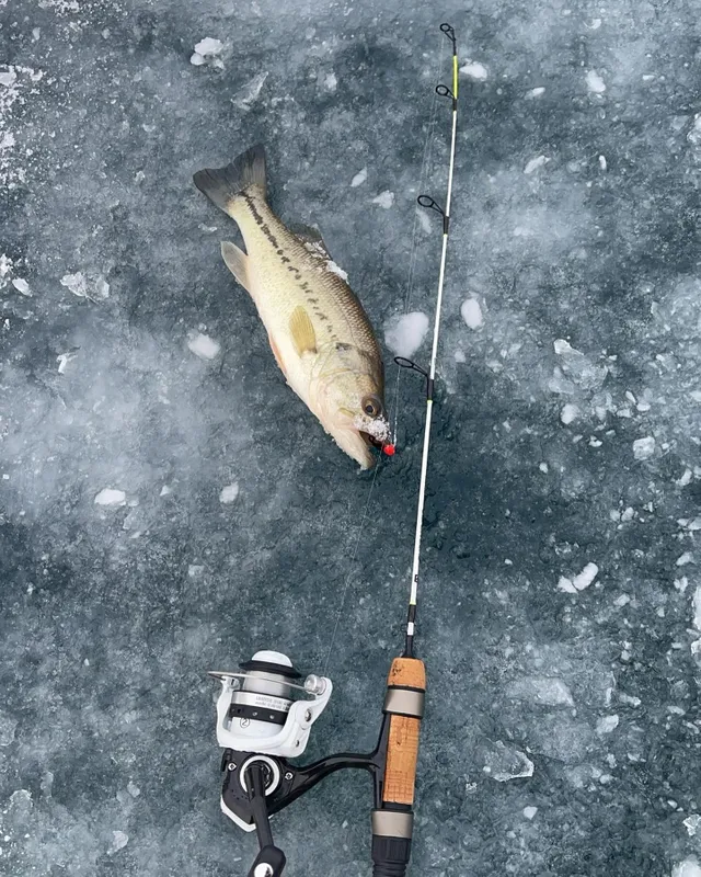 Largemouth bass 13x17 sticker decal bait fishing rod reel lure