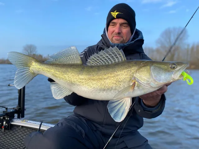 Foto skapad av frank_maiworm_fishing publicerad 16 februari 2024. Super nice zander caught by vertical fishing.