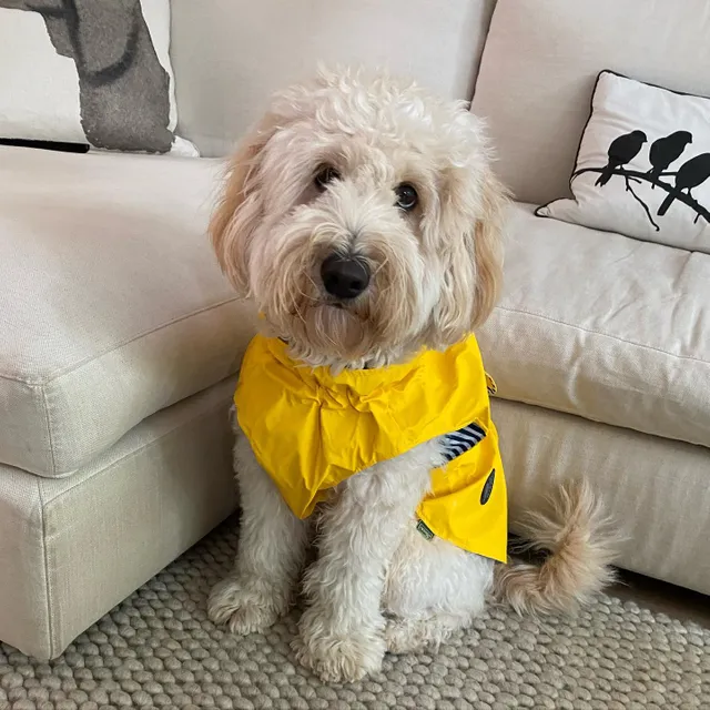 Hunter regenjas Milford I Hond I Bestel I Medpets Medpets.be