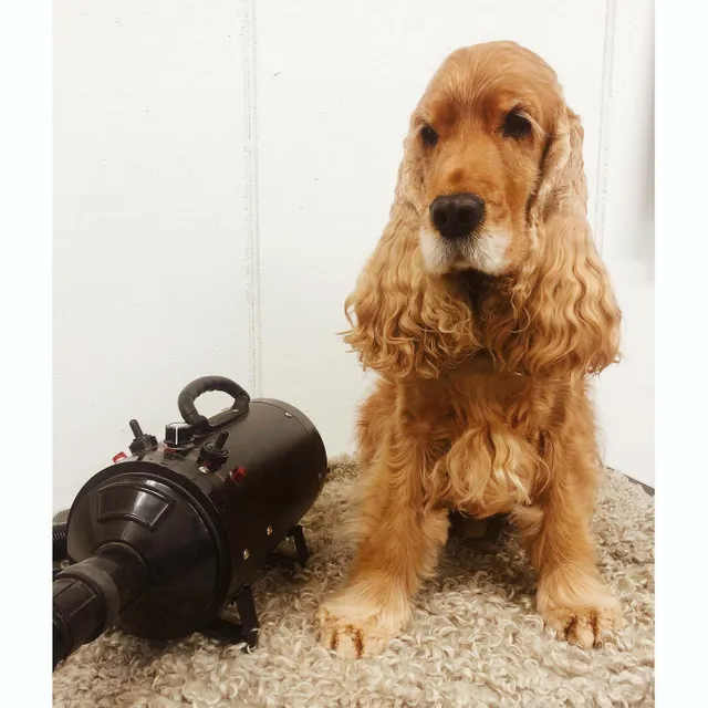 Фотография Fannyshundtrim опубликована 6 ноября 2020 г.