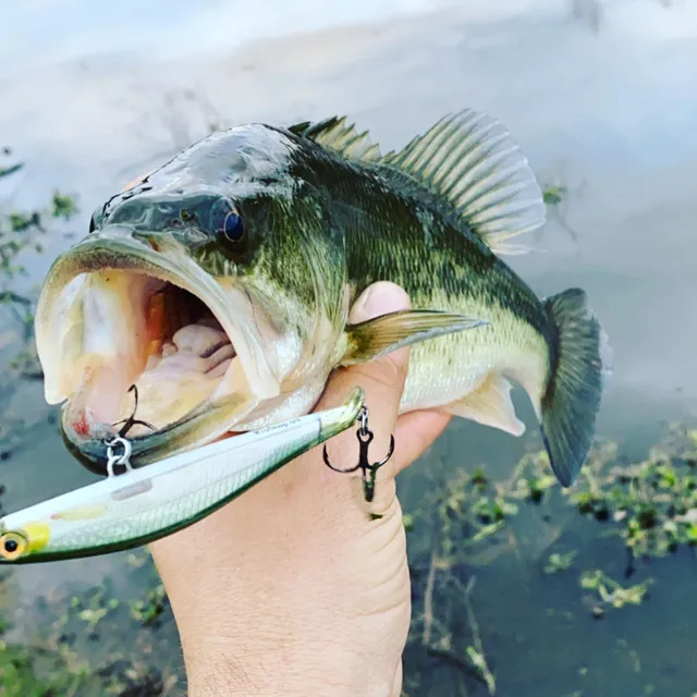 Rapala RipStop - LOTWSHQ