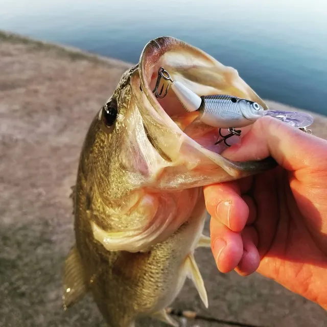 3 lures rapala jointed clackin' rap jcnr-14 rattle 5.5 gun metal orange  belly