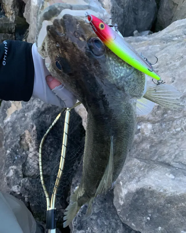 Rapala Husky Jerk®