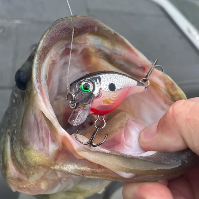 Photo by teamnolandfishing published at October 9, 2021