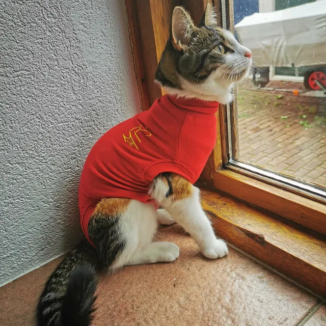 Pet Shirt voor de kat Bestellen |