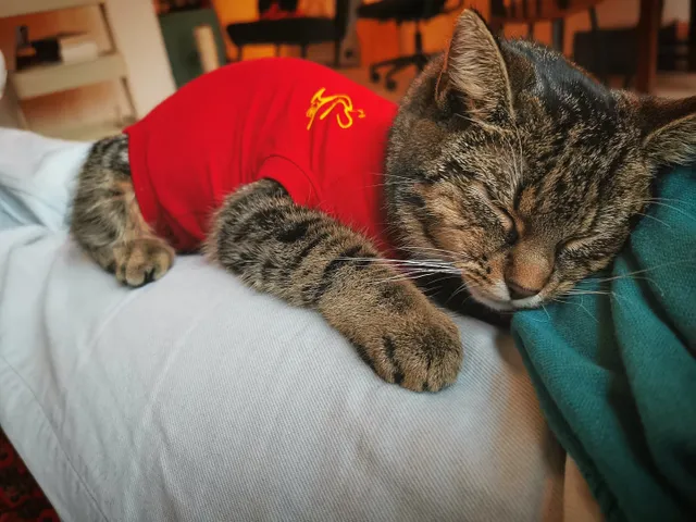 Medical Pet Shirt voor de kat |