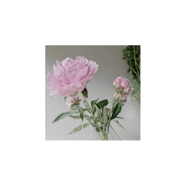 Pioni 'Sarah Bernhardt' 5-pakk Korkeus 50 cm Pinkki | Plantagen