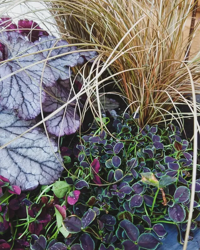 Valkoapila 'Dark Debbie' Ø10,5 cm Punainen | Plantagen