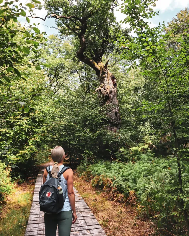 Fjallraven backpack padded outlet straps