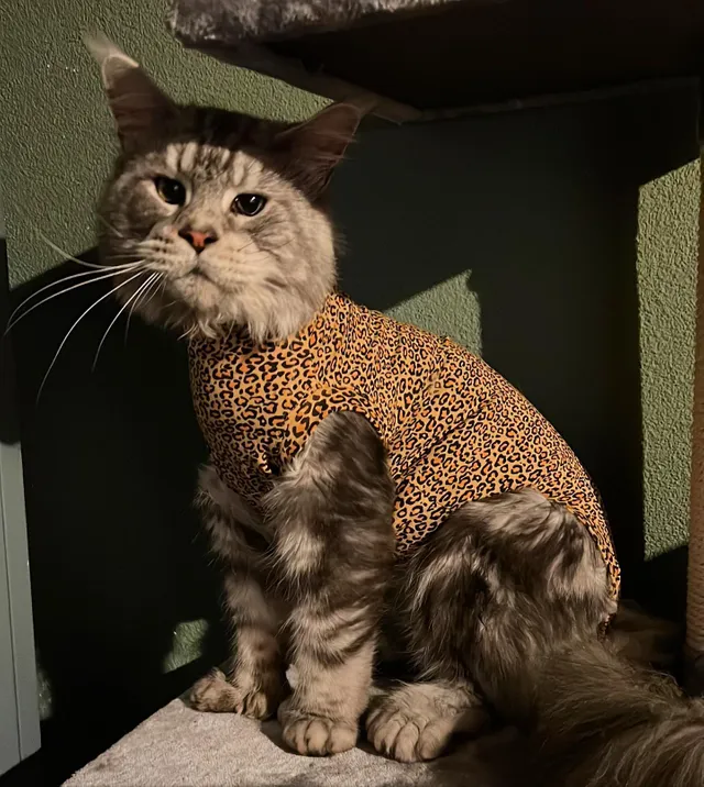 kennis verslag doen van Korst Medical Pet Shirt Kat Luipaard Print | Bestellen