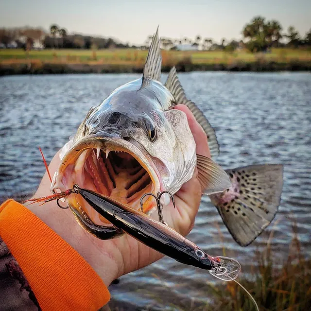 Photo by aj__fishin published at 21 January 2020. They love the rapalausa x-rap