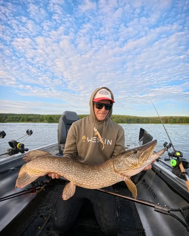 TwinTeez Pelagic V-Tail R'N R - Freshwater Baits | Westin Fishing