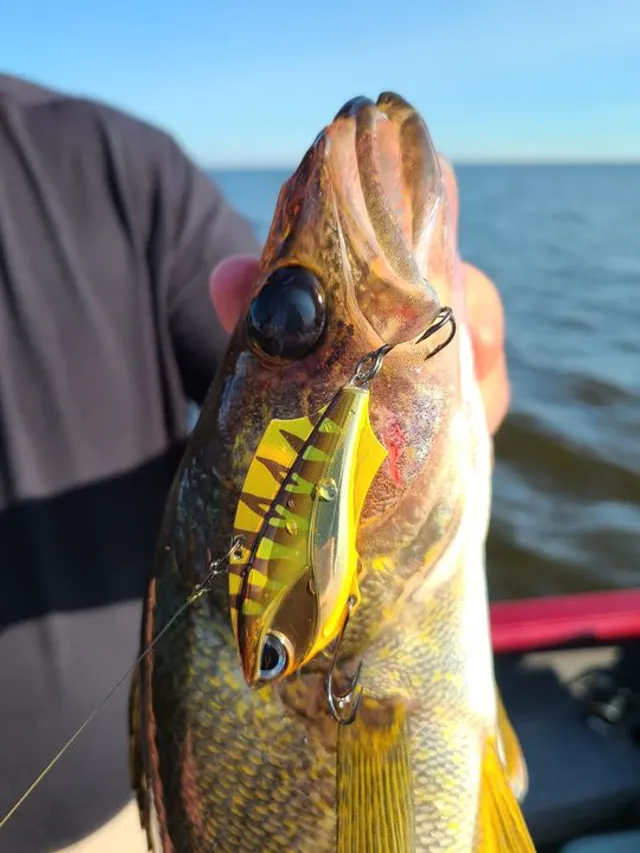 Photo by Rapala published at 24 August 2020. Rap-V Blade Walleye!